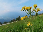 Al Rifugio Capanna 2000 da Alpe Arera ad anello-1GIUGNO25: splendide fioriture !- FOTOGALLERY